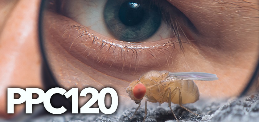 120 bpca homepage